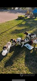 Cuccioli di springer con pedigree pronti