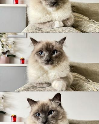 Ragdoll