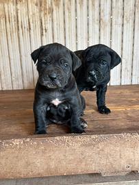 Cucciole di cane corso