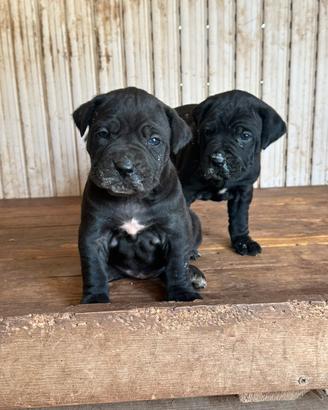 Cucciole di cane corso