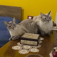 Dono gatti adorabili ,Trapani e provincia