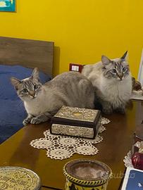 Dono gatti adorabili ,Trapani e provincia