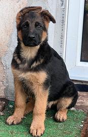 Cucciolo maschio Pastore Tedesco