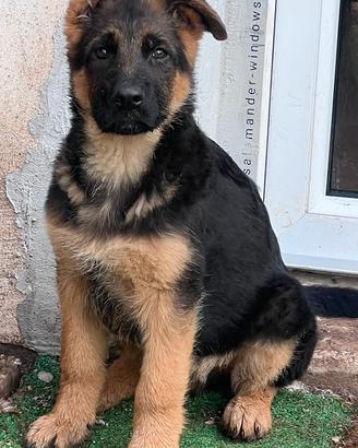 Cucciolo maschio Pastore Tedesco