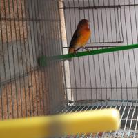 Ultimo ibrido maschio