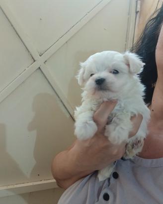 Cuccioli di maltese mini toy