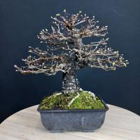 Bonsai Ulmus parvifolia