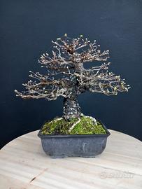 Bonsai Ulmus parvifolia