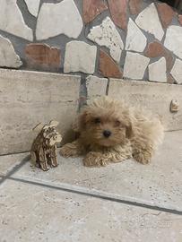 Barboncino maltipoo toy