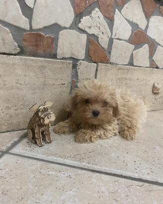 Barboncino maltipoo toy