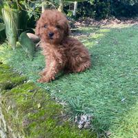 Maschietto di barboncino toy