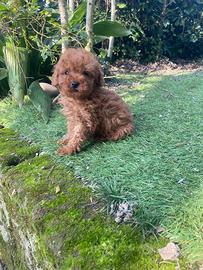 Maschietto di barboncino toy