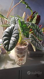 Alocasia Silver dragon corm e baby