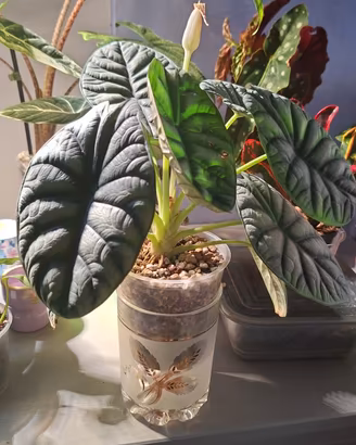Alocasia Silver dragon corm e baby