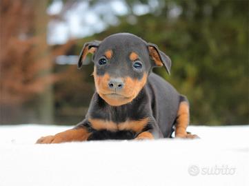 Cucciolo di Pinscher Nano Nero focato