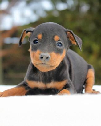 Cucciolo di Pinscher Nano Nero focato