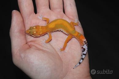 Geco leopardino