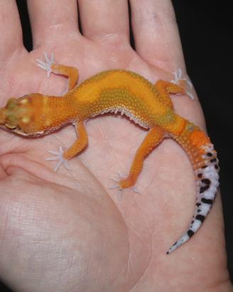 Geco leopardino