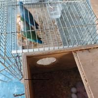 Pulli inseparabili NT serie blu da imbecco