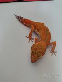 geco leopardino Blood cross