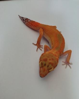 geco leopardino Blood cross