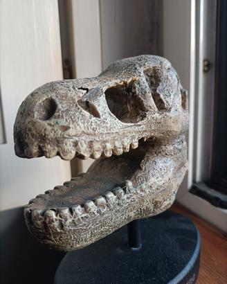 Testa di Dinosauro (Riproduzione)