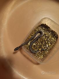 Baby corn snake