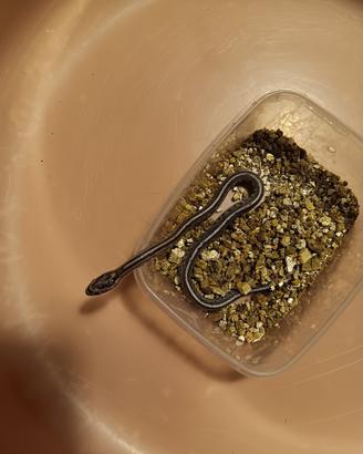 Baby corn snake