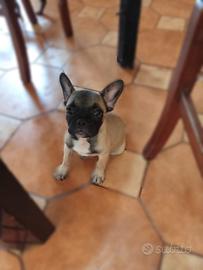 bulldogue francese Exotic