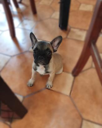 bulldogue francese Exotic
