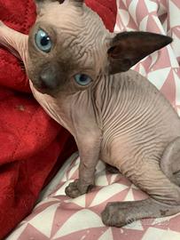 Sphynx femminuccia