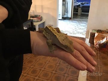 Geco ciliatus maschio