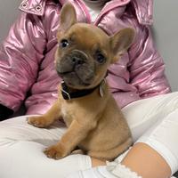 Bulldog francese