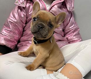 Bulldog francese