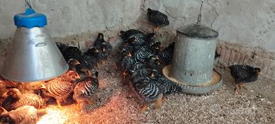 Pulcinotti amrock 2026