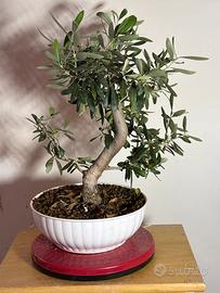 Pre-Bonsai di Ulivo (Olea europaea)