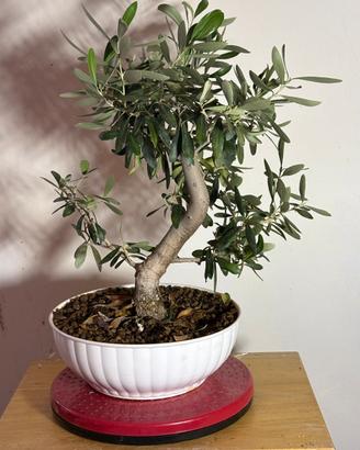Pre-Bonsai di Ulivo (Olea europaea)