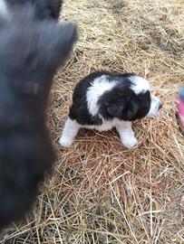 Cucciola mix Border collie