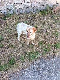 Setter inglese