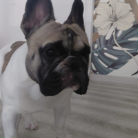 Bulldog Francese disponibile per monta pedigree