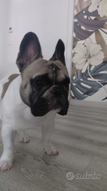 Bulldog Francese disponibile per monta pedigree