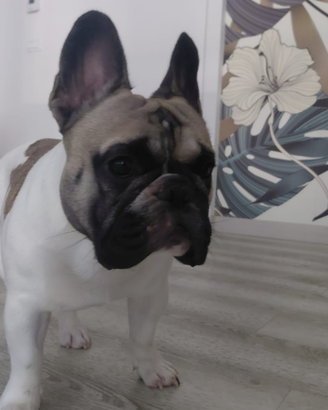 Bulldog Francese disponibile per monta pedigree