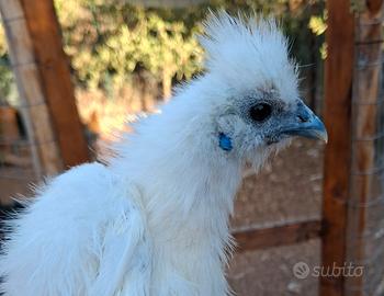 Moroseta gallina gallo