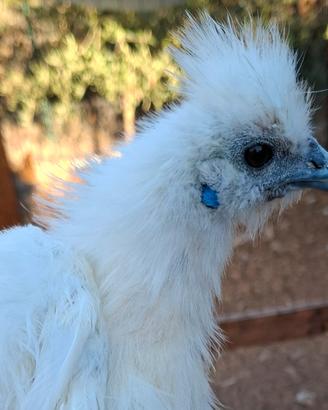 Moroseta gallina gallo