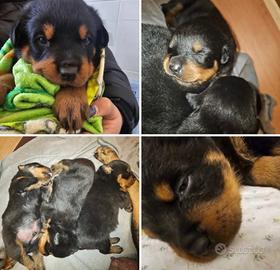 Cuccioli rottweiler puri