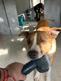 Cane Pitbull Amstaff