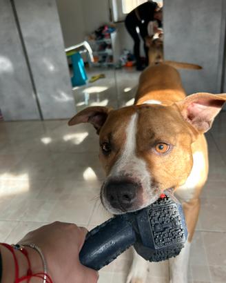 Cane Pitbull Amstaff