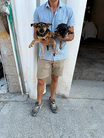 Cuccioli di Pinscher