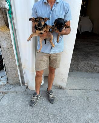 Cuccioli di Pinscher