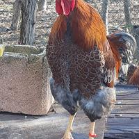 Galli wyandotte